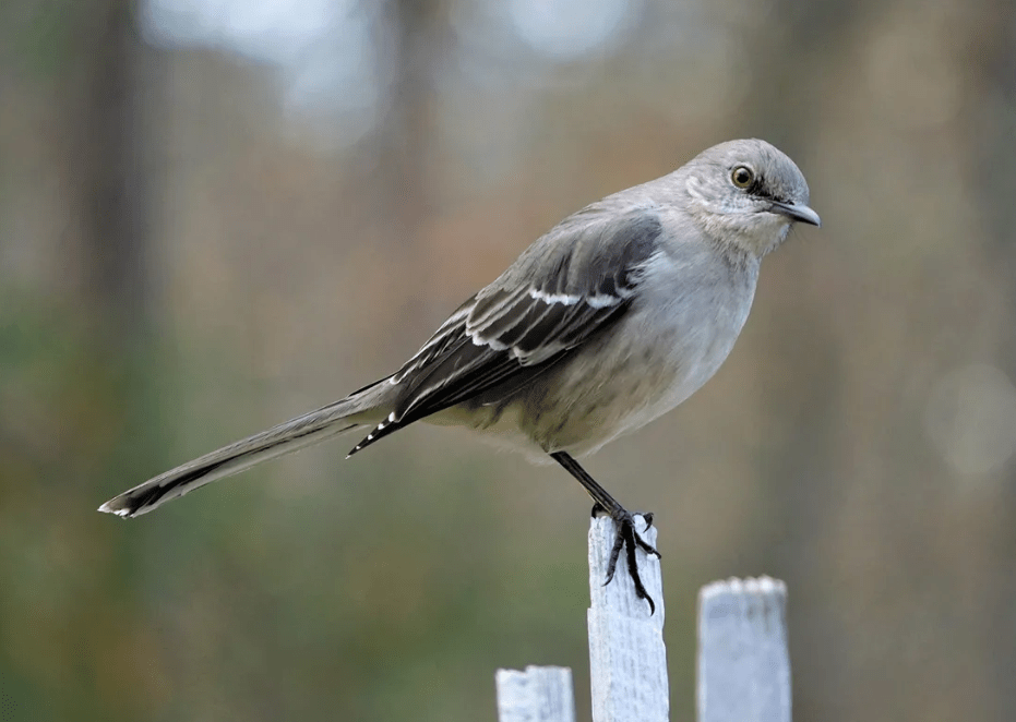 what is the state bird of Arkansas- Mockingbird